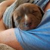 Pit Bull Puppies For Sale Near Me