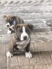 Pittie Puppies reduced price $100