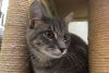 Horace is a grey tabby. He is very sweet and loving.