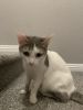 Re home adult cat in Henderson NV