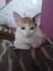 very soft short hair persian kitten need family