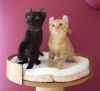 male and female American Shorthair for homes
