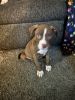 American staffordshire terrier pup full blooded