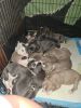 15 puppies: American PitBull/ Staffordshire Terrier