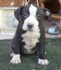 American Staffordshire Terrier for forever homes