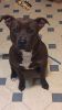 Staffordshire Terrier for sale