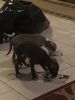 Beautiful Blue Nose Puppies for sale