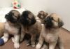 Anatolian Shepherd puppies available for sale