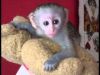 male and female capuchin for adoption