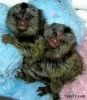 Well trained finger Marmoset monkeys