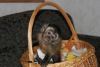 Baby Capuchin Monkeys for Sale