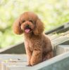 Toy Poodle Puppy for sale in Delhi, Noida, Gurgaon