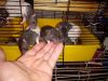 Rats for sale for pets 7weeks old I'm in Haskel Arkansas