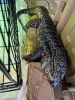 2 yr old black and white tegu