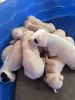 Dogo Argentino puppies available now