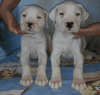 Dogo puppies