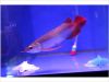 Arowana Fish and Others for Sale
