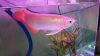 MAGNIFICENT AROWANA FISHES AT VERY GOOD PRICES