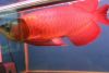 Red Arowana fishes available for sale xxx-xxx-xxxx