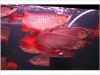 arowana fish for sale TEXT US AT (xxx)xxx-xxxx