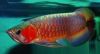 Quality and Affordable Arowanas Fishes