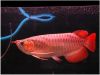 24k Golden & Super Red Arowana Fish(xxx) xxx-xxx5