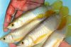 Premium Asian Arowana Fishes. (xxx) xxx-xxx5
