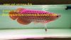 Asian red arowana fish, Super red arowana fishes