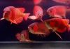Super Red Arowana Fish,and Many Others For Sale!!!