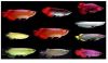 Aquarium Arowana Fishes (xxx) xxx-xxx1