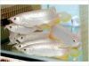 Arowana Fishes and Fish Tanks Available