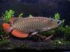 super red arowana fihes for sale