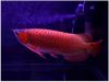 Top Quality Super Red Arowana Fish (xxx)-xxx-xxxx