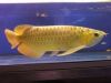 Golden Arowana Fish For Sale And Many Others Now (xxx)-xxx-xxxx