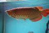 RTG, Chilli Red Arowana Fish For Sale and So Many Others (760) 585-7