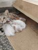 Five cute Kittens