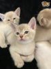 Charming Asian Kittens for sale