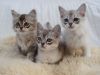 Delightful Asian Kittens for sale