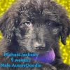 Male Aussiedoodle puppy 9 weeks