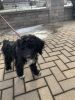 Adorable Mini Aussiedoodle Puppy looking for forever home
