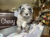 Aussiedoodle puppies ready now!!