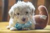Toy Aussiedoodle Perry