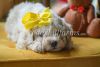 Toy Aussiedoodle Daisy