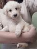 Aussie/Cattle dog x Poodle Puppies