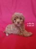 F1bb Toy Aussiedoodle G