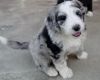 Perfect Home Raised Aussiedoodle Puppies