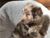 Aussiedoodle Puppies for sale