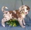 Home Trained Aussie Doodle Puppies Available