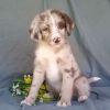 Top home raised Aussie Doodle puppies