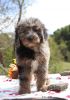 Adorable AKC registered Aussie Doodle Puppies